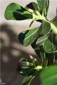 a37aef78-IMG_6262 adenium.jpg